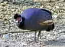 動物図鑑、ケニアカンムリホロホロチョウ
